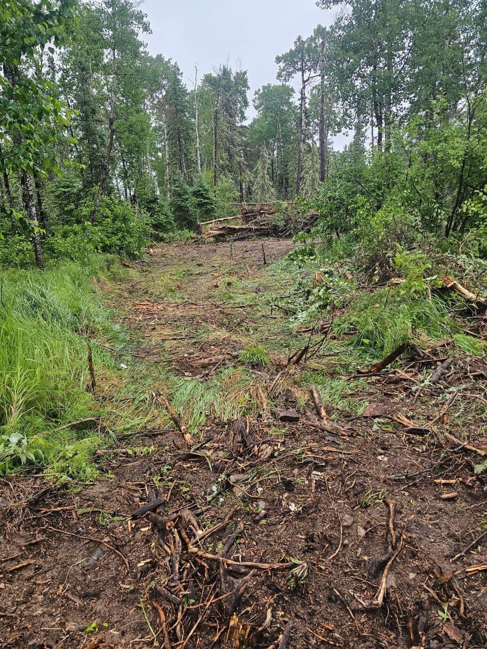 Cleared forest path with debris and overgrown greenery in a wooded area.