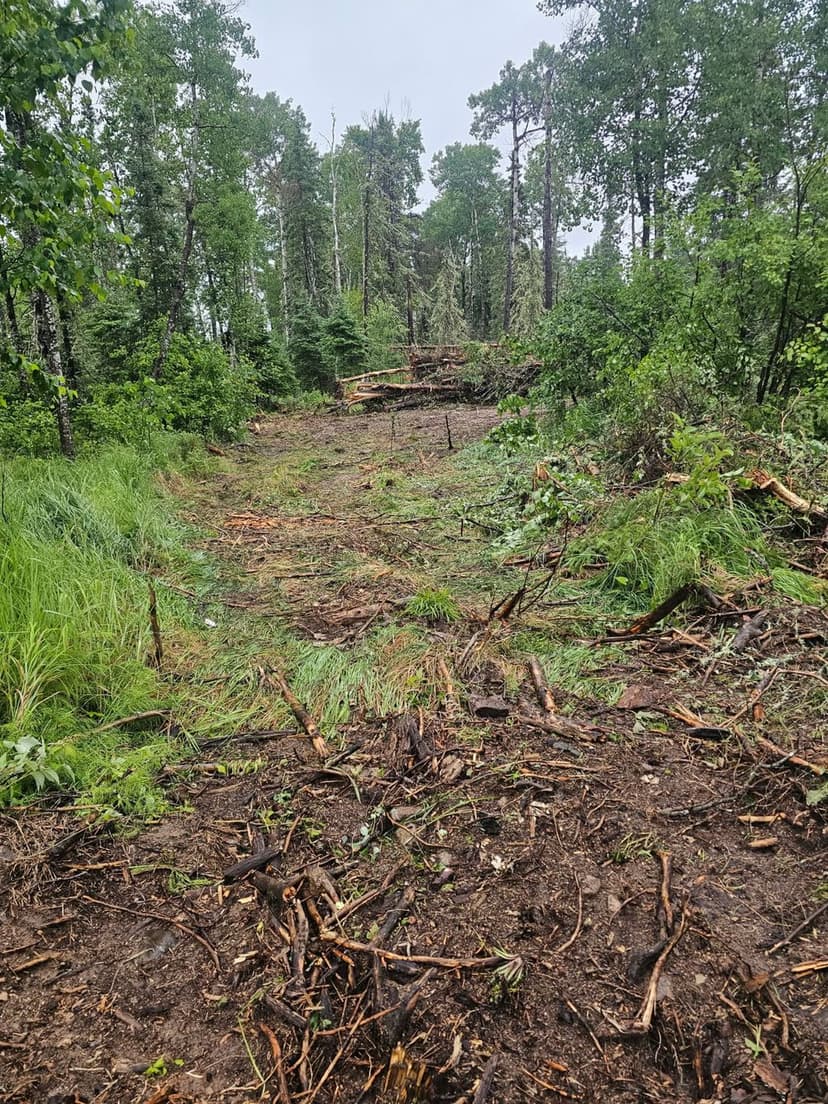Cleared forest path with logs and dense greenery, showcasing recent land management activity.